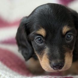 Dachshunds from S&H Teenie Weenie Dachshunds