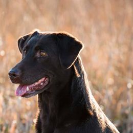 Labrador Retrievers from Silver Lake Labs