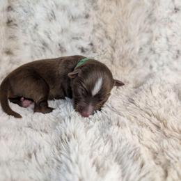 Facilier - Red tri male Miniature Australian Shepherd puppy in Bend, Oregon from Wonderland Aussies