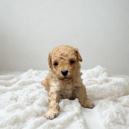 Daisy - Cream female Maltipoo puppy in Bells, Texas from Partridge Doodles and Poodles