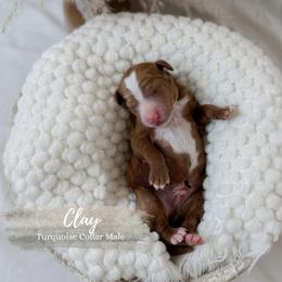 Clay - Red  male Goldendoodle puppy in Roanoke Rapids, North Carolina from Sweeter than Honey Doodles