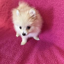 Girl 2 - Cream parti female Pomeranian puppy in Lookout, West Virginia from Ashley Miller's Pomeranians