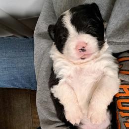 Border Collie puppies from Shane Harley Stock Dogs