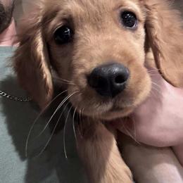 Dansby - Dark golden male Golden Retriever puppy in Yuba City, California from Family Loved Golden Retrievers