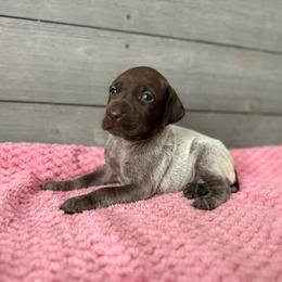 Sunny - Liver roan female German Shorthaired Pointer puppy in Axton, Virginia from Red Clay Kennels