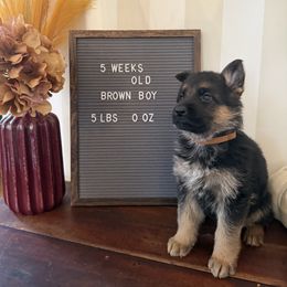 Brown - Black and red male German Shepherd puppy in Princeton, West Virginia from Von Vollblut Shepherds