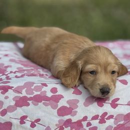 Dachshund Puppies from Ultimate_Doxies