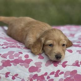 Dachshund Puppies from Ultimate_Doxies