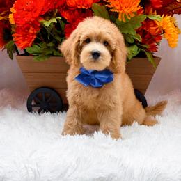 Harris - Apricot male Goldendoodle puppy in Statesville, North Carolina from Doodle Babies