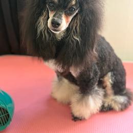 Cookie - Poodle