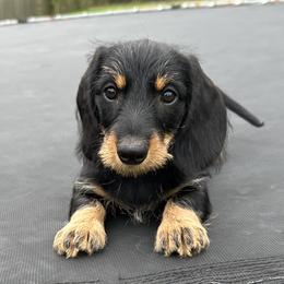 Purple - Black and tan female Dachshund puppy in New Caney, Texas from Liberty Dachs