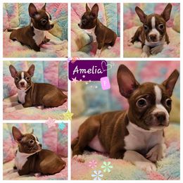Amelia - Boston Terrier puppy in Boston, Massachusetts from Boston Collections