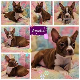 Amelia - Boston Terrier puppy in Boston, Massachusetts from Boston Collections