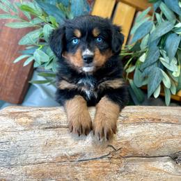Lucky Charms - female Australian Mountain Doodle puppy in Randolph, Utah from Dry Canyon Pups