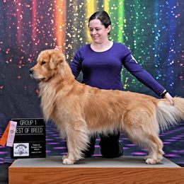 Marvel - Golden Retriever