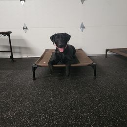 Golden Retriever and Labrador Retriever All Grown Up from Little Shadow Retrievers