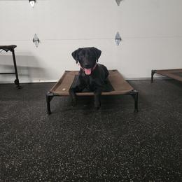 Golden Retriever and Labrador Retriever All Grown Up from Little Shadow Retrievers