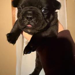 Brindle girl - Brindle female French Bulldog puppy in Marion, Virginia from Frenchies Vom Reiches Tal