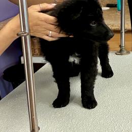 Spell - Black male Mudi puppy in Jacksonville, Florida from Gemini Dream Mudi