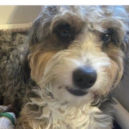 Sidney - Bernedoodle