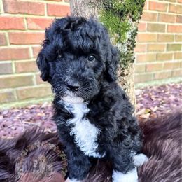 Cheerios - Black and white female Aussiedoodle puppy in Corydon, Indiana from Ridgeline Doodles