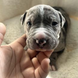 Lyra - Blue female American Pit Bull Terrier puppy in Frederick, Maryland from •Wyngate Pits•