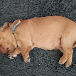 TBD - Dark golden male Golden Retriever puppy in Otis Orchards, Washington from Sunlite Golden Retrievers