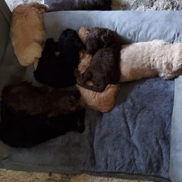 Poodle Puppies from Polly Wally Doodles and Poodles