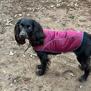Reba - Boykin Spaniel