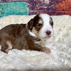 Brown tri - male Australian Mountain Doodle puppy in Blue Springs, Missouri from Jeanie’s Doodles