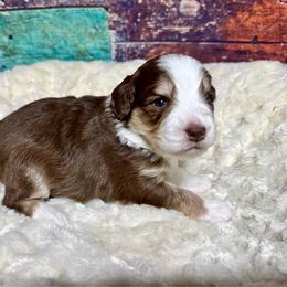 Brown tri - male Australian Mountain Doodle puppy in Blue Springs, Missouri from Jeanie’s Doodles