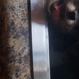 Pomeranian Puppies from Picky Chic Pomeranians