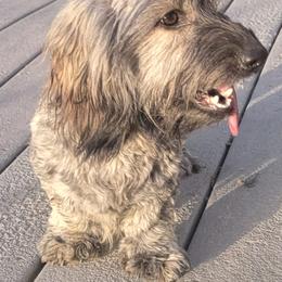 Penny - Dachshund
