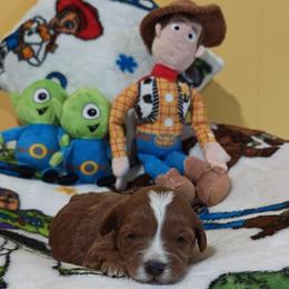 Buzz - Red male Cavapoo puppy in Dallas, Texas from Halo's Heroes Doodles