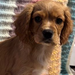 Sadie - Ruby Cavachon puppy in Hudson, Massachusetts from Lindsey's Waggingtails Cavachons