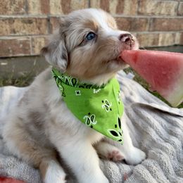 Australian Shepherd Puppies from Aussome Okie Aussies
