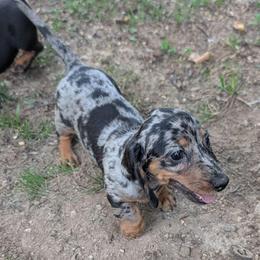 Pepper - Dapple female Dachshund puppy in Lyles, Tennessee from Knox Ridge Dachshunds