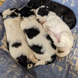 Australian Labradoodle Puppies from Llewellyn's Grove Labradoodles