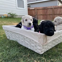 Poodle Puppies from Tyler Family Poodles