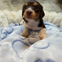 Sprinkle - Piebald female Dachshund puppy in Erie, Michigan from Champagne’s Grinch Toe’d Dachshunds