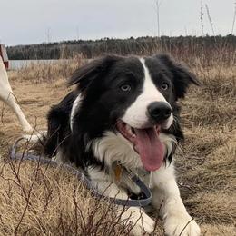 Border Collies from Broad Meadow Borders