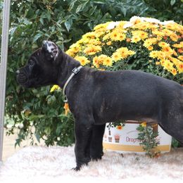 Black collar - Black brindle male Cane Corso puppy in Caliente, California from Rafter Cross 7