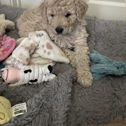 Labradoodle puppies from Elk Creek Kennel