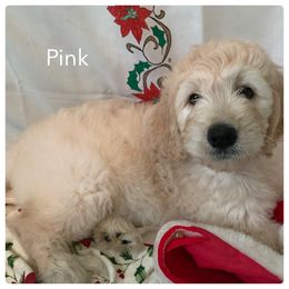 Goldendoodle Puppies from Heartland Poodles and Doodles