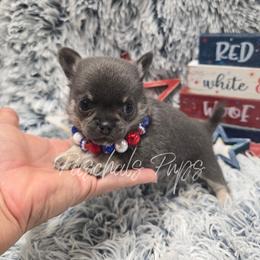Blueberry - Blue and tan female Chihuahua puppy in Bowdon, Georgia from Paschal's Pups