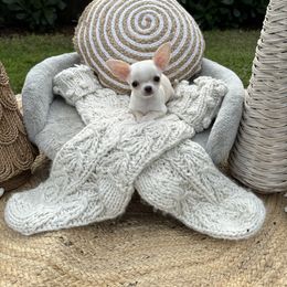 Chihuahua Puppies from Figgy’s Chihuahuas