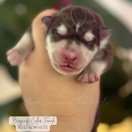 Mileena - Red and white female Siberian Husky puppy in Lodi, California from Wolves with Amor