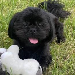 Shih Tzus and Yorkshire Terriers from Crystal's Shih Tzus and Yorkies