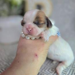 Paisley Jo - Brindle and white female Shih Tzu puppy in Hartville, Missouri from Petty Paws