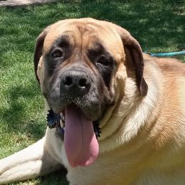 Liberty - Mastiff
